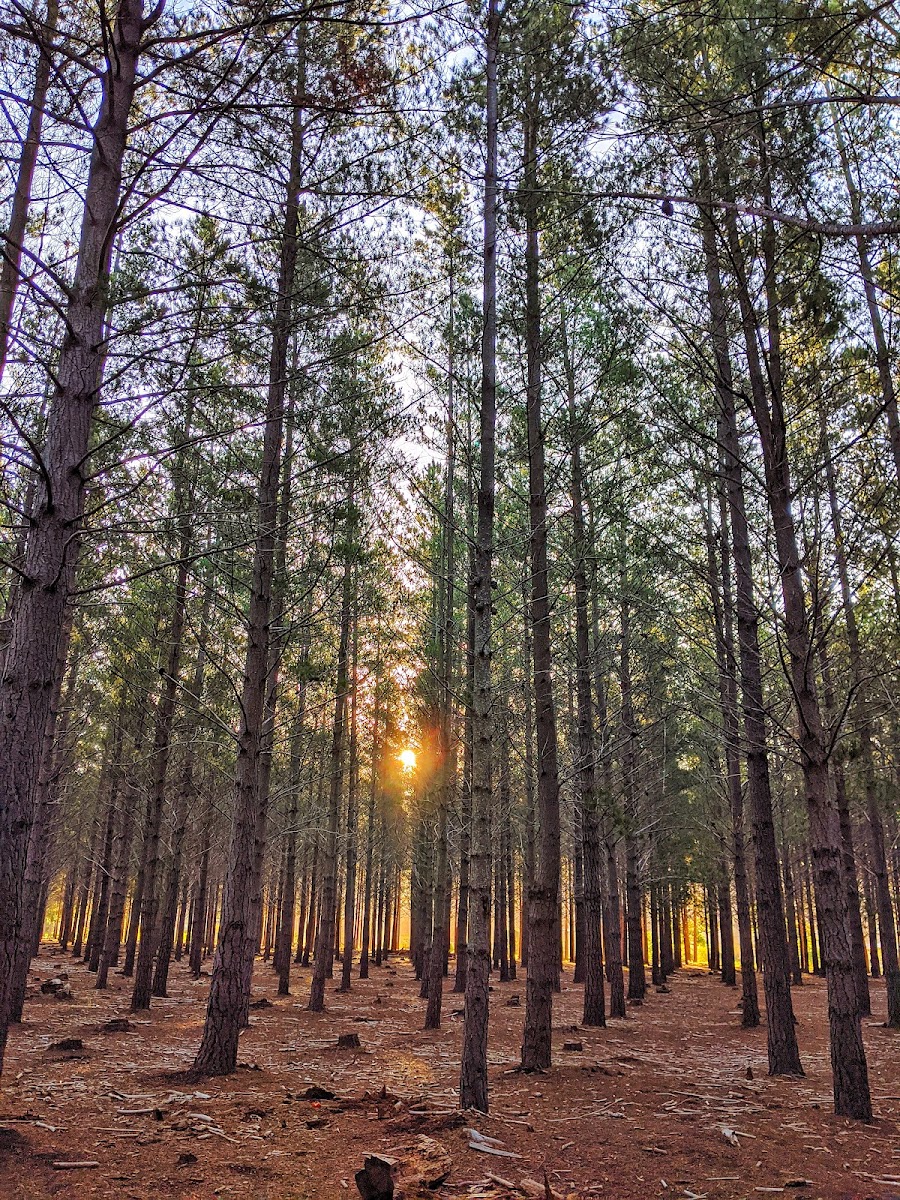 Tokai Park