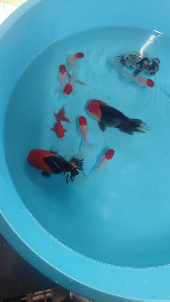 GEORGE KOI