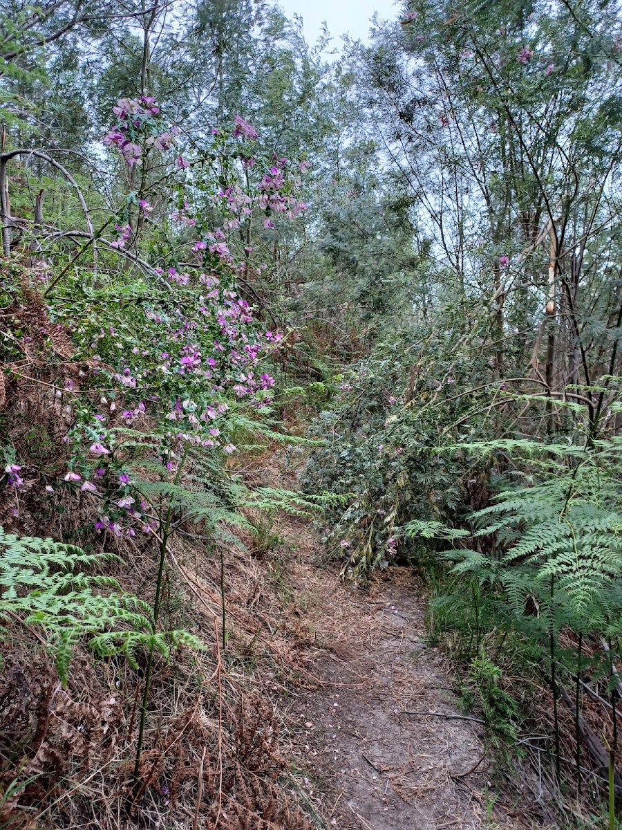 Outeniqua Nature Reserve