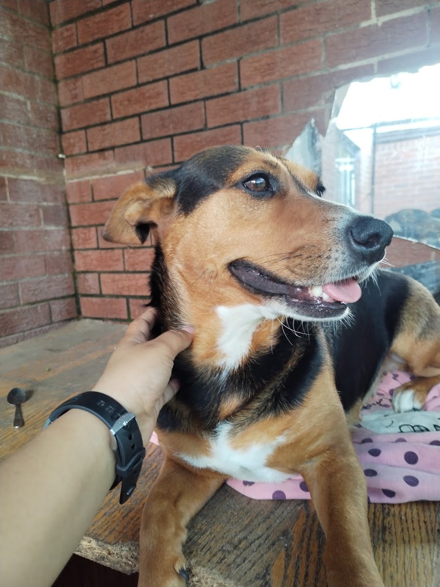 The Dog Club Grooming Parlour