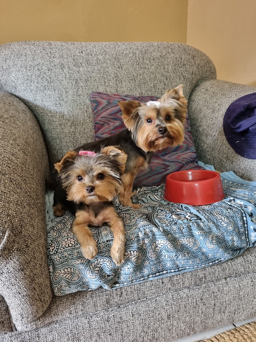 Claws & Paws Grooming Parlour