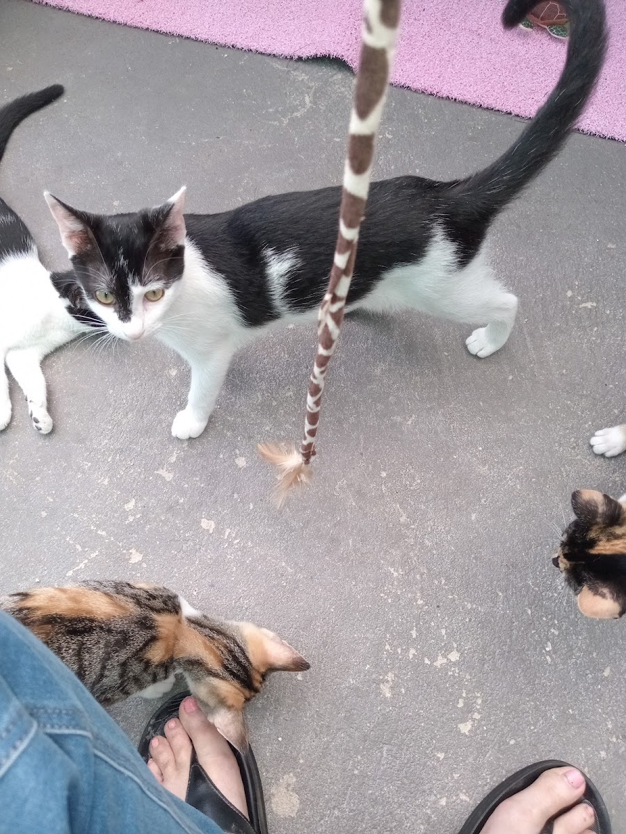 Hermanus Animal Welfare Society
