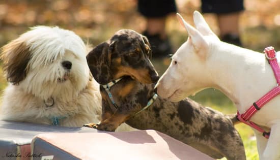 Smart Puppy School