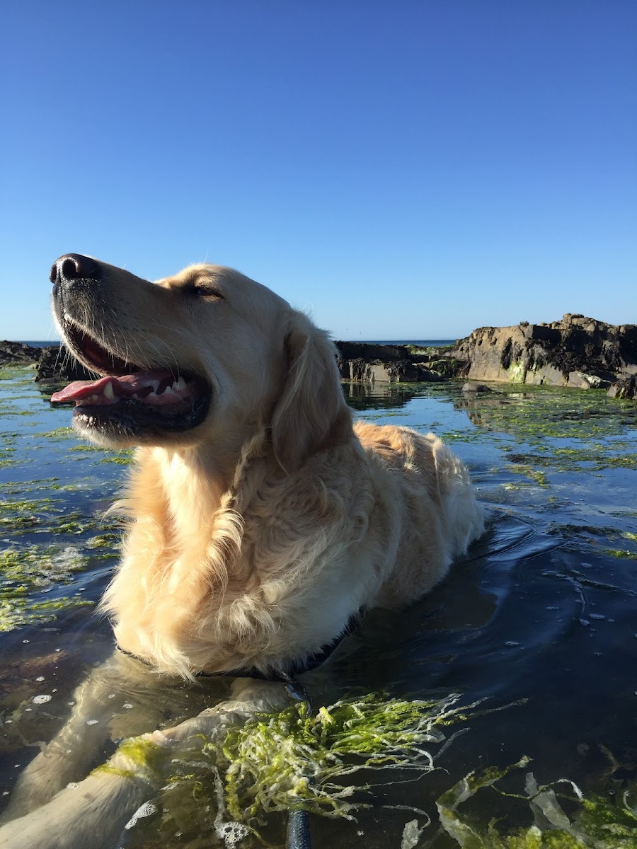 Laikadog
