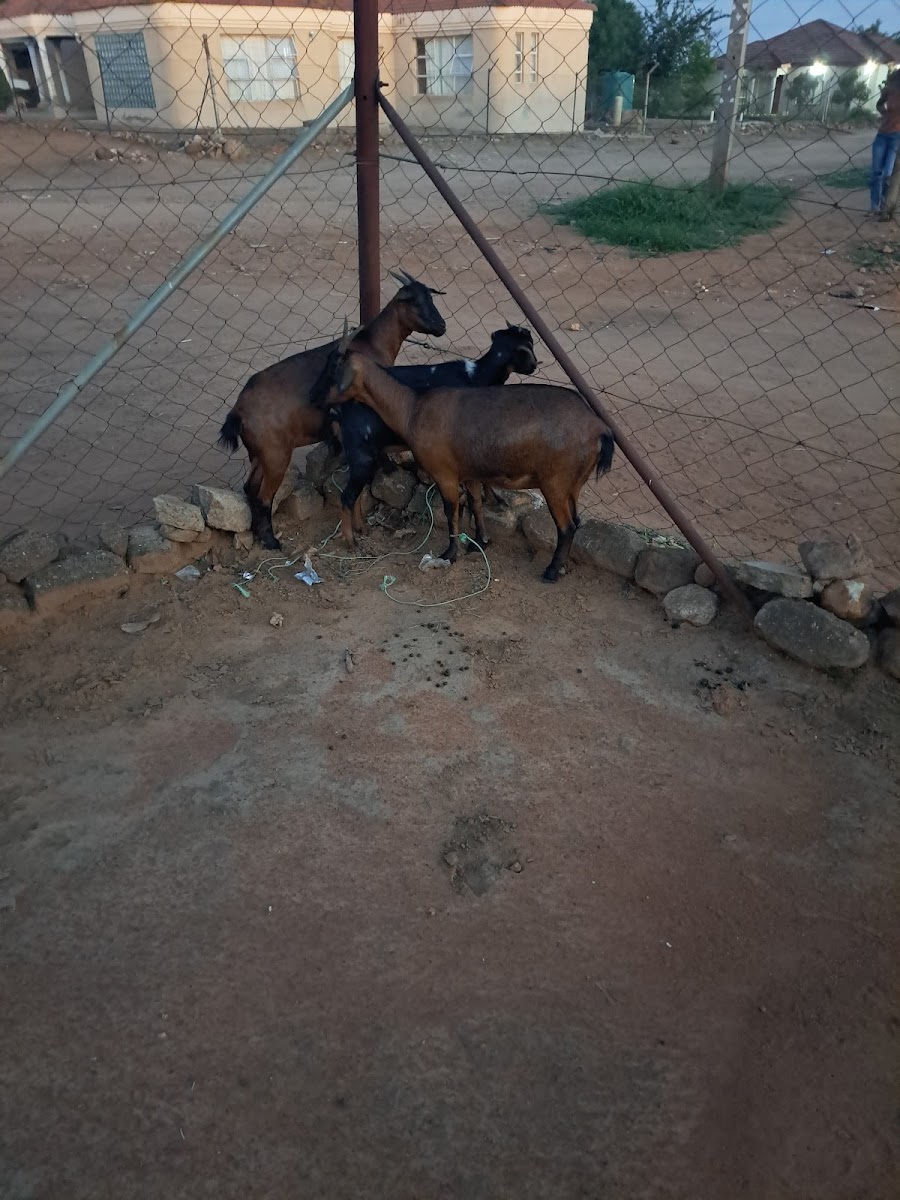 A Hi Tirheni Vatsonga Farming Primary Ltd
