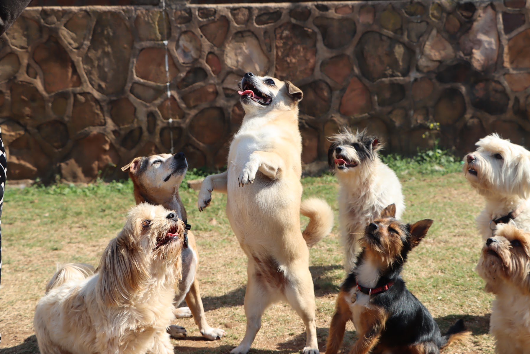 The Durban Dog Hotel