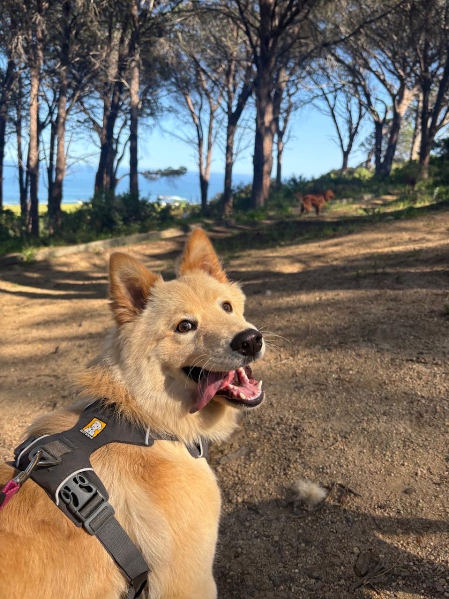 Mary Puppins Doggy Daycare & Hotel, Pet Sitting & Pet Boarding