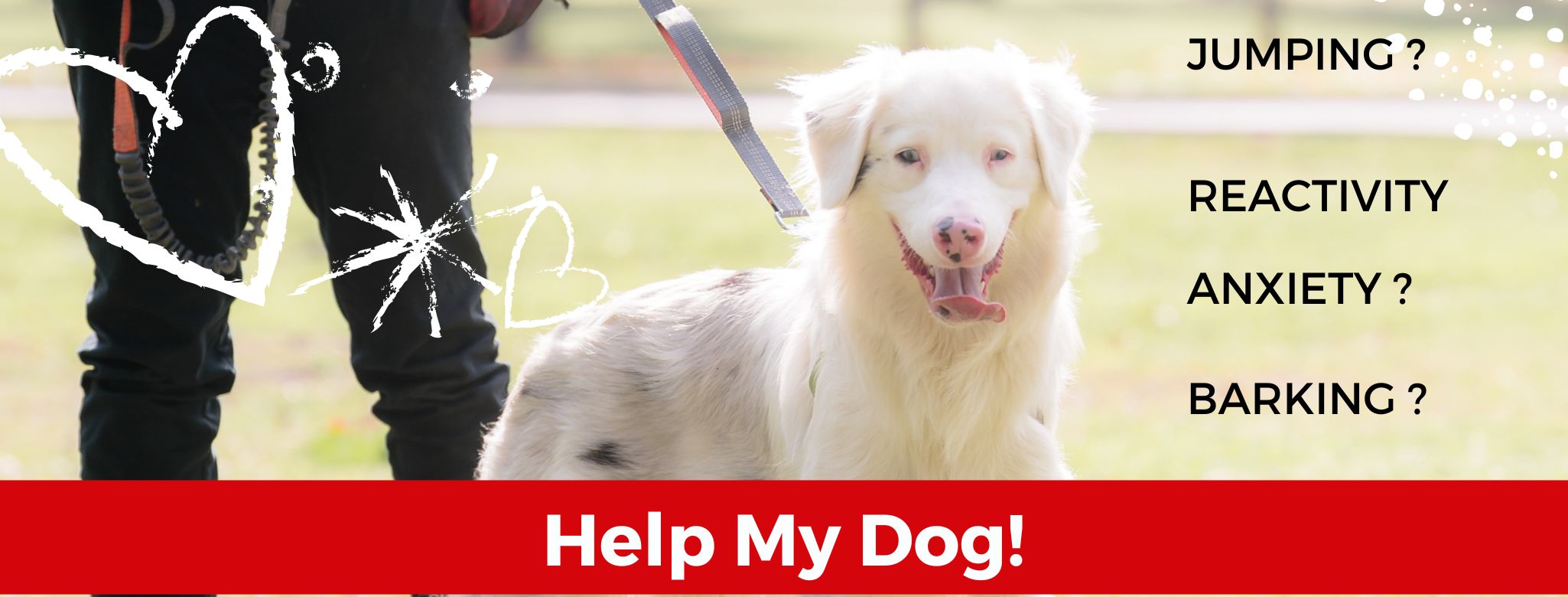 The Smart Dog Behaviour and Training Academy — photo 2