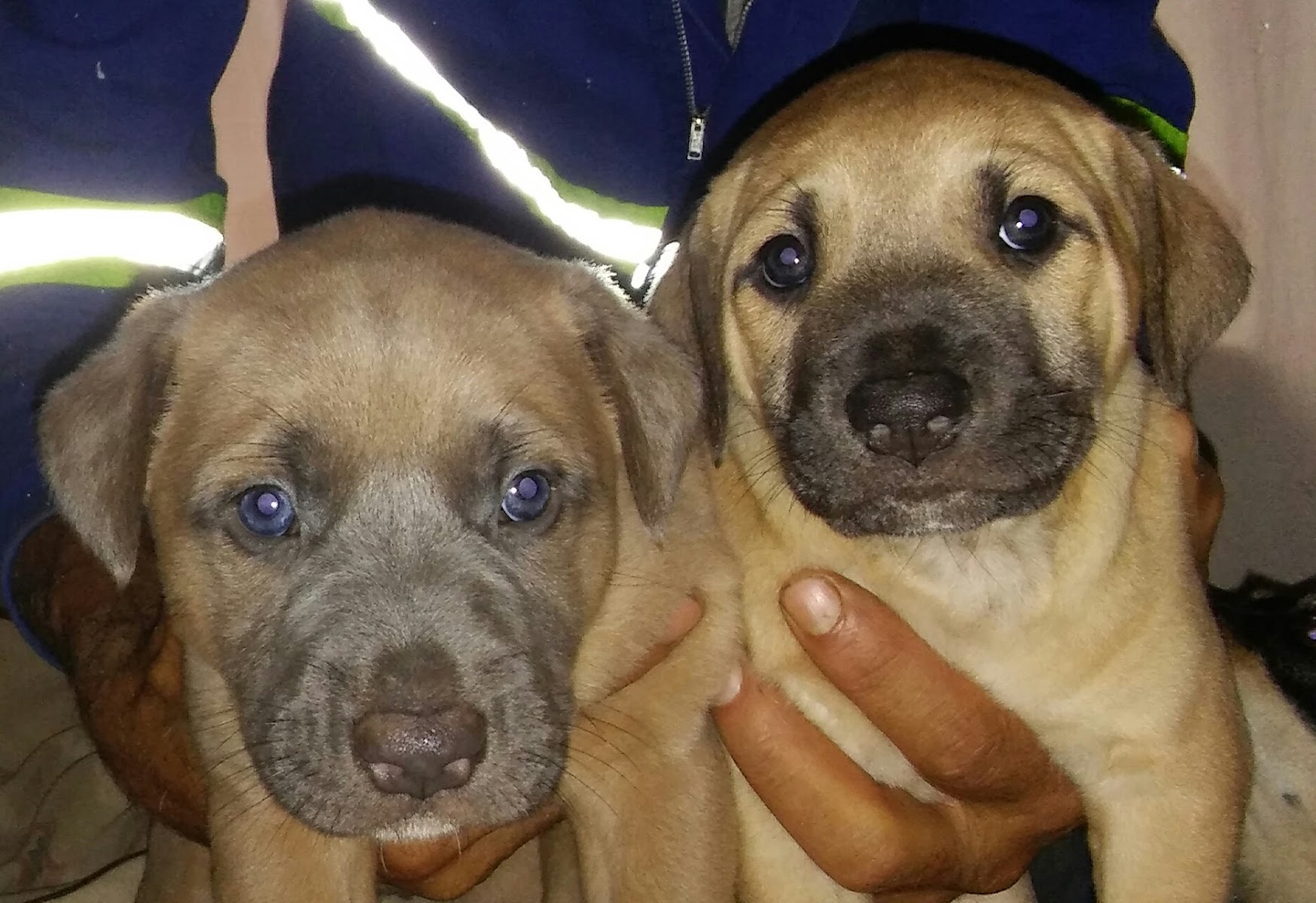 Bellevue kennels