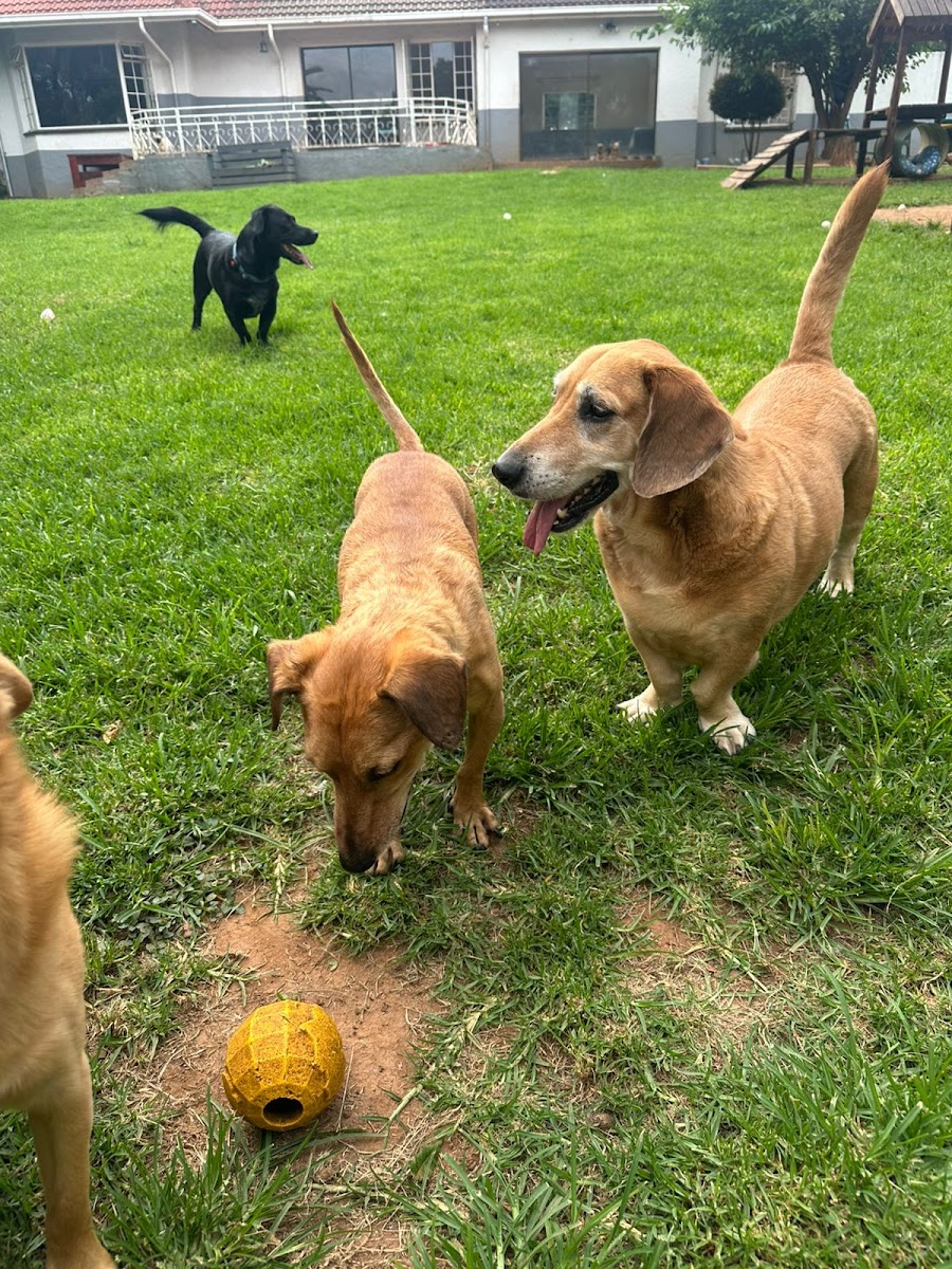 Happy Tails Doggy Daycare Bryanston