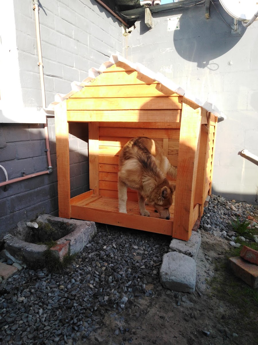 Cape Town Dog Kennels