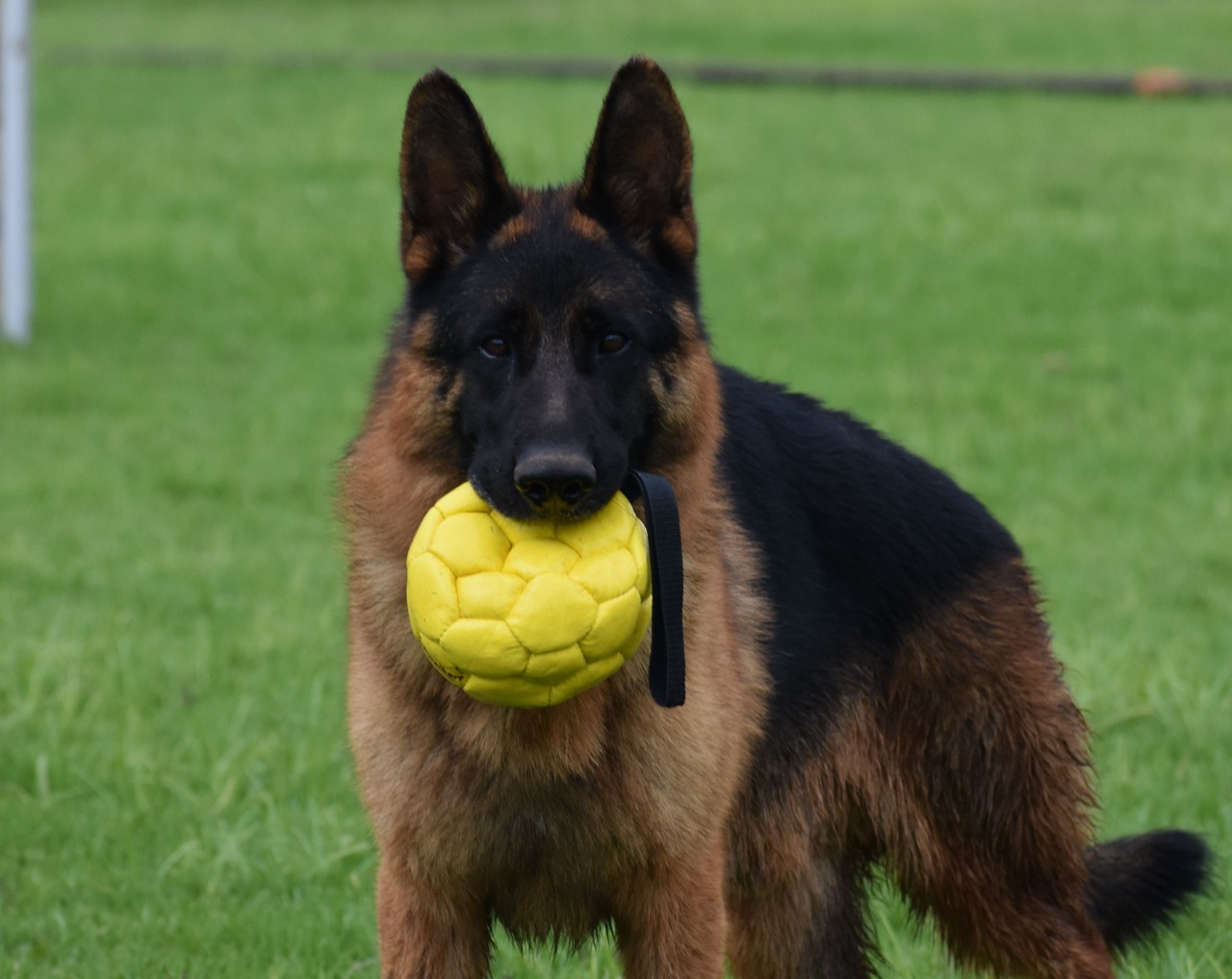 Vom Pfalzer Wald GSD Kennels