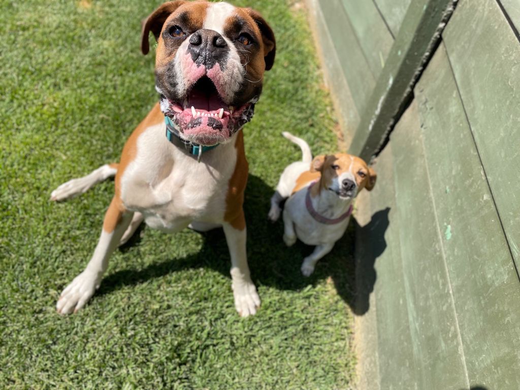 TLC Doggy Hotel