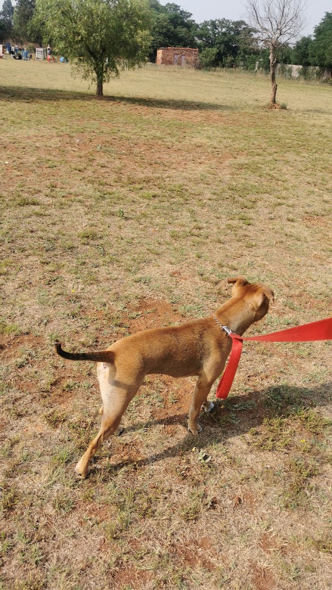 SA Dog Training College & Kennels