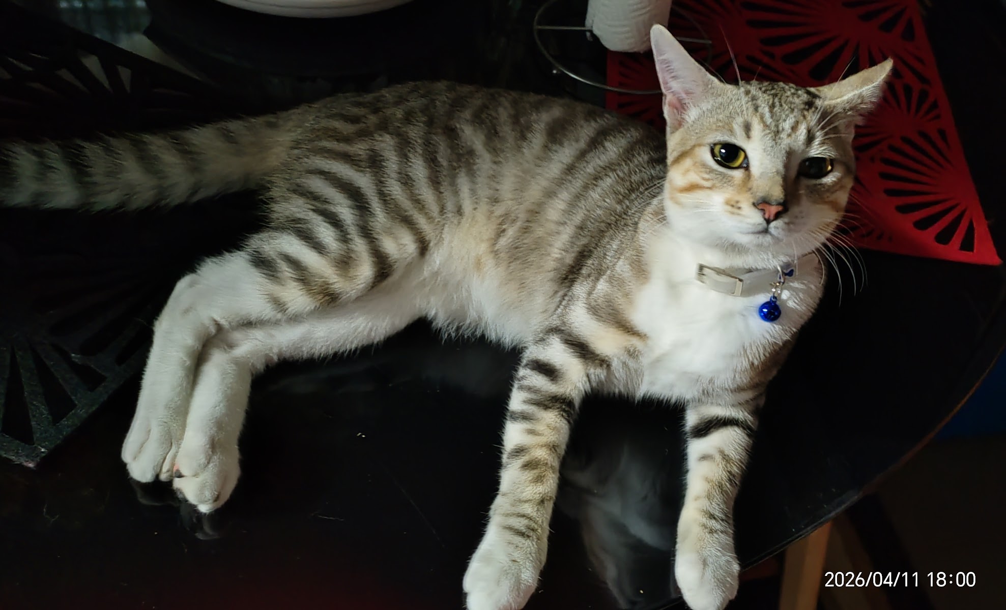 Mittens and Paws Boarding and Lodging