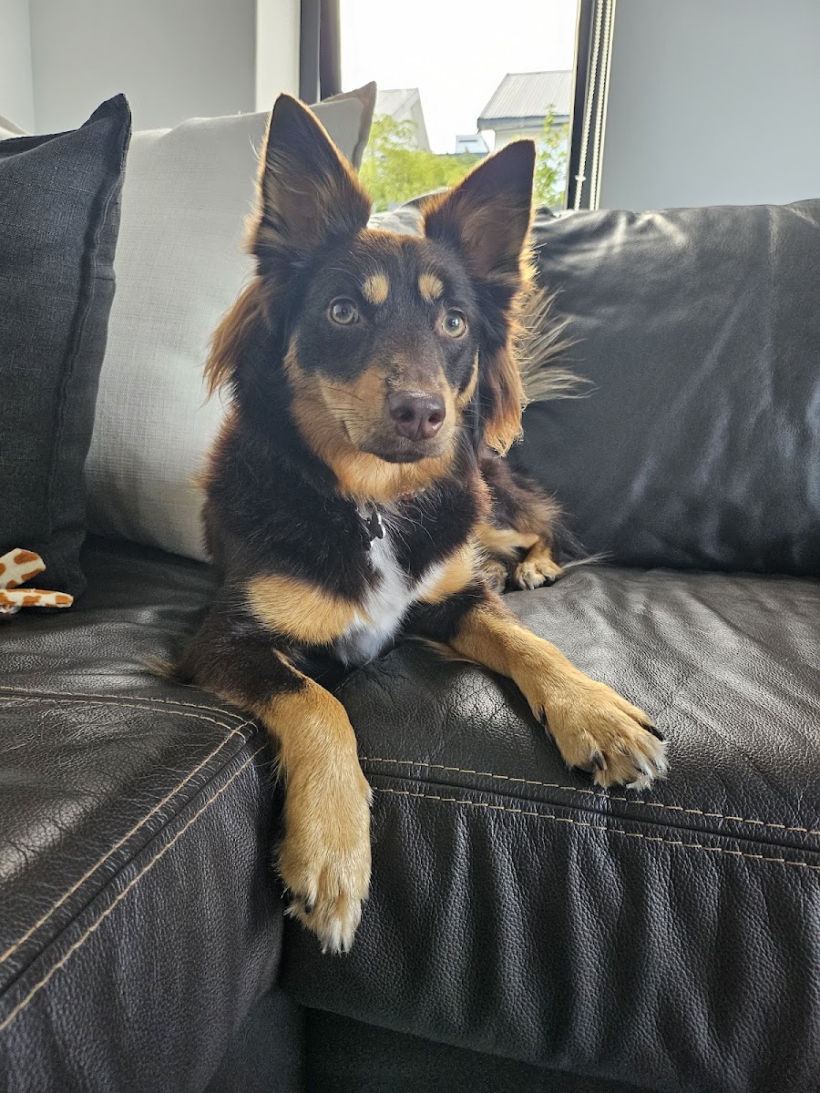 Salon Le Woof