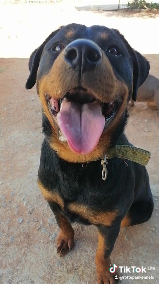 Roodepan Ivory Park Kennels