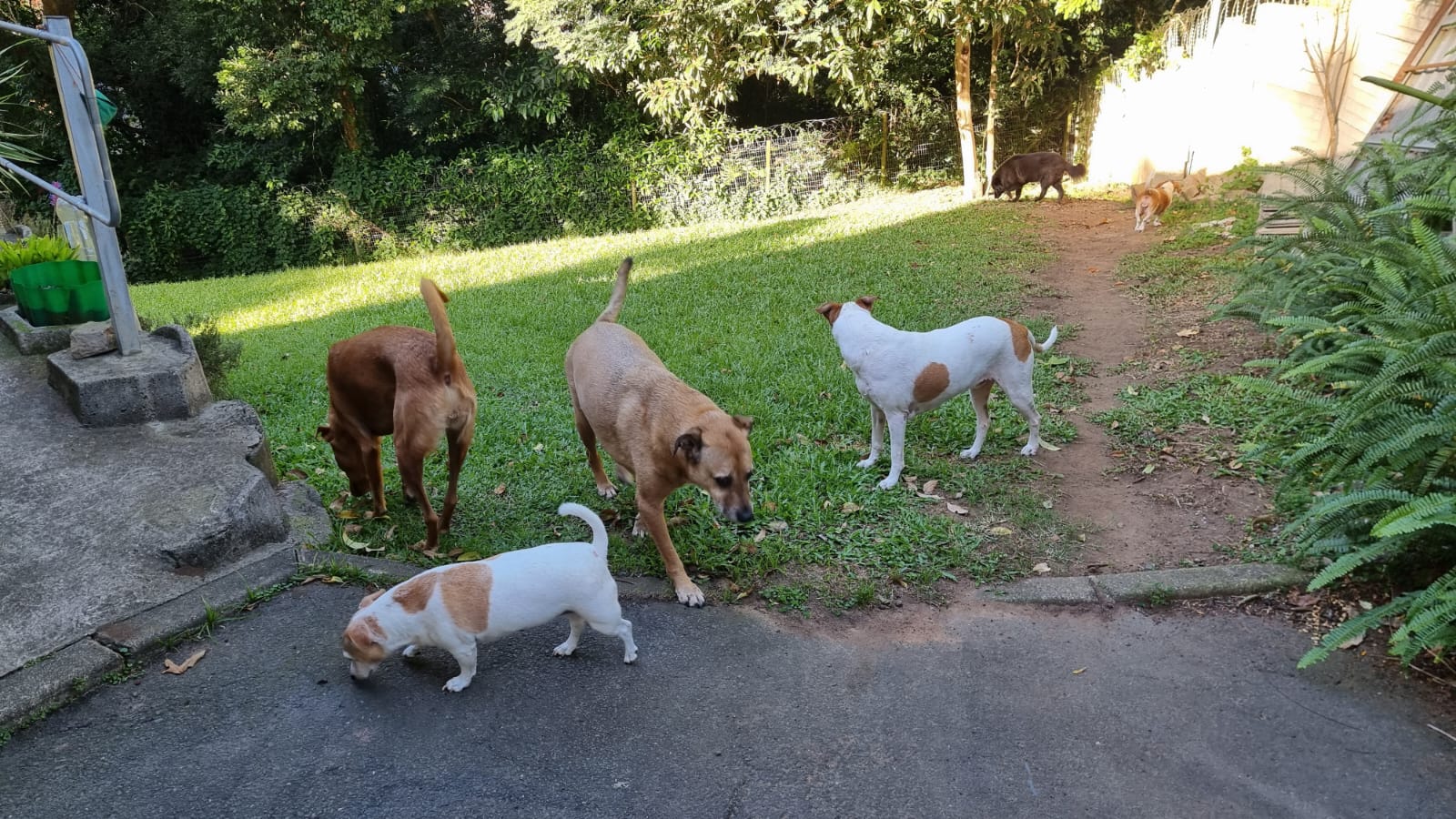 Doggy Daycare