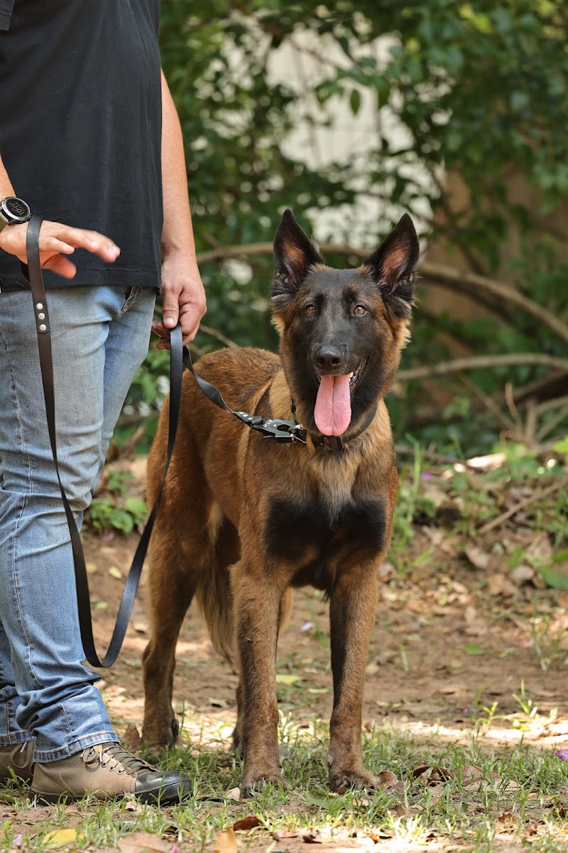 Durban Dog School (Obriens Animal Behaviour & Training)