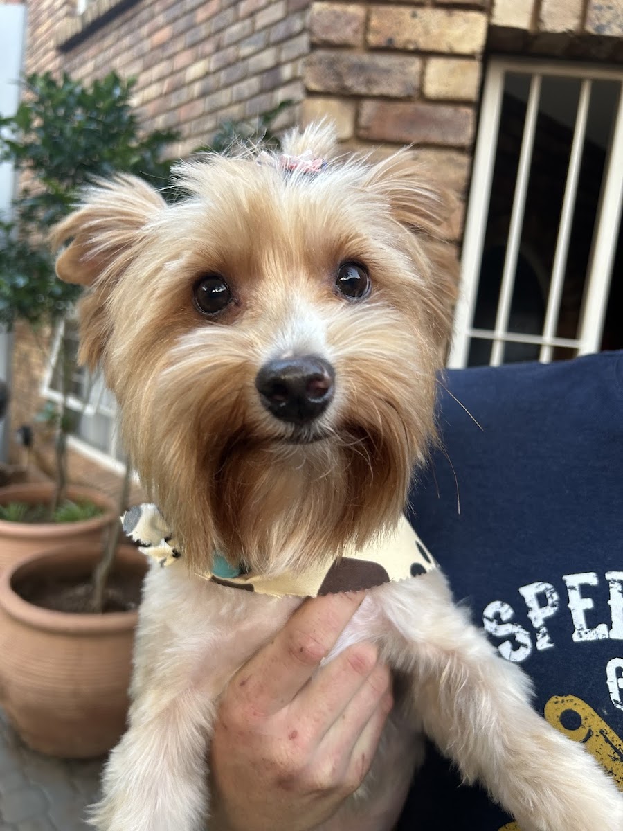 Live Love Bark Pet Groomers — photo 2