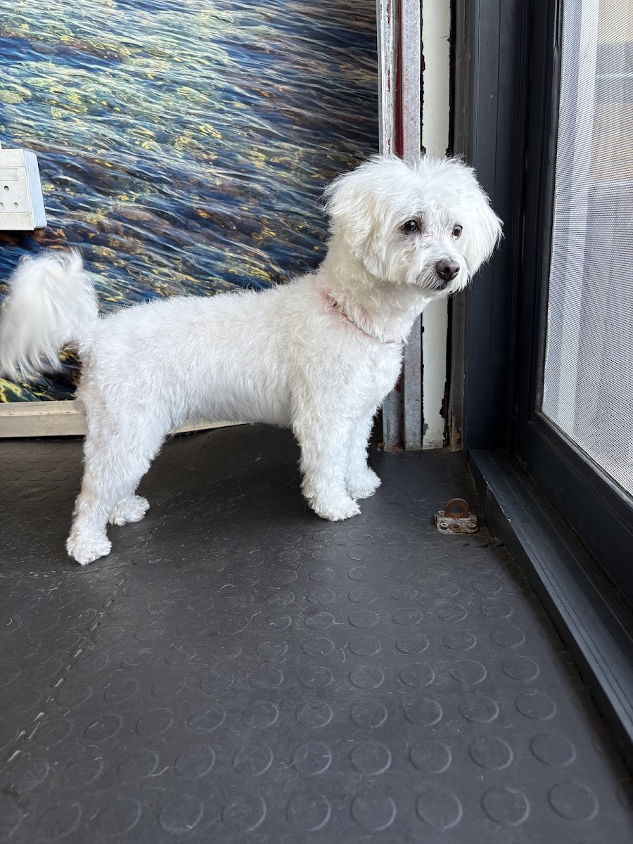 Barking Dogs Spa