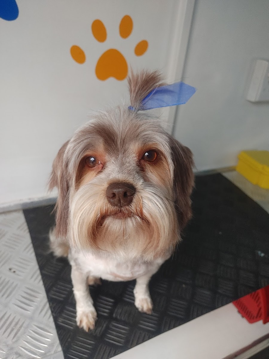 Stylin' Hounds Mobile Pet Groomer
