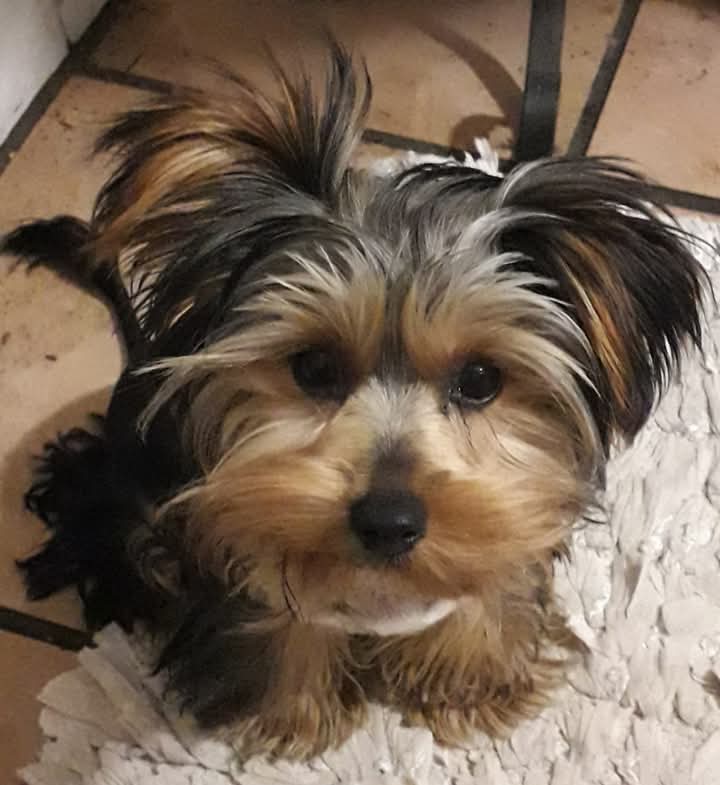 Head to Tail Dog Grooming