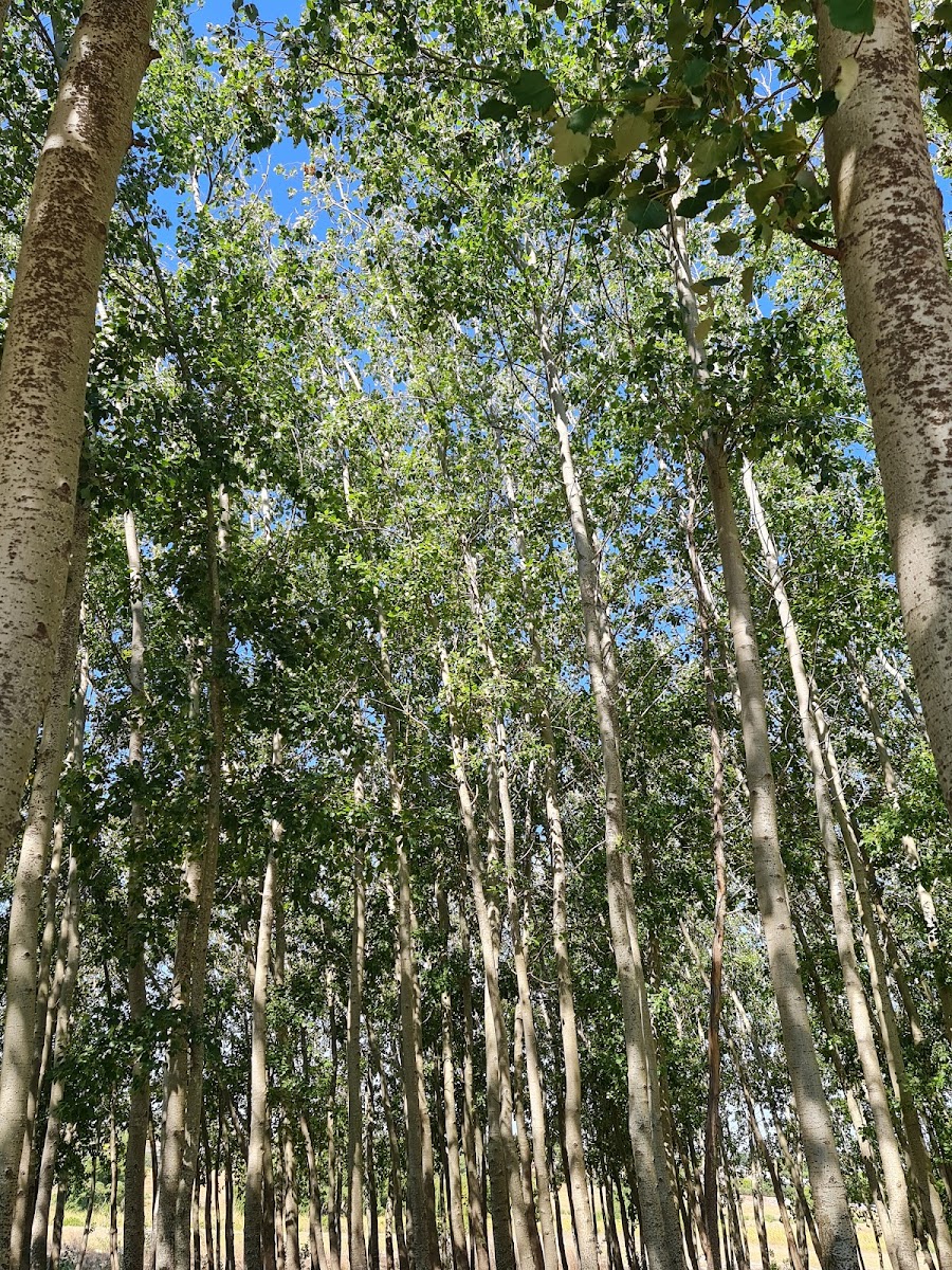 Stellenryk Park
