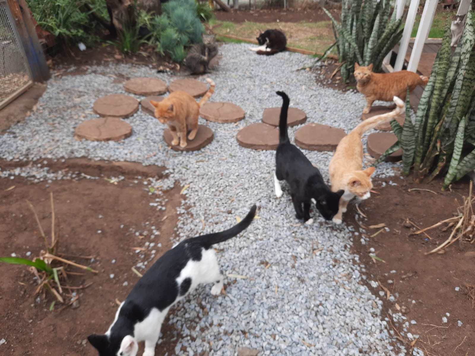 Pet Pals