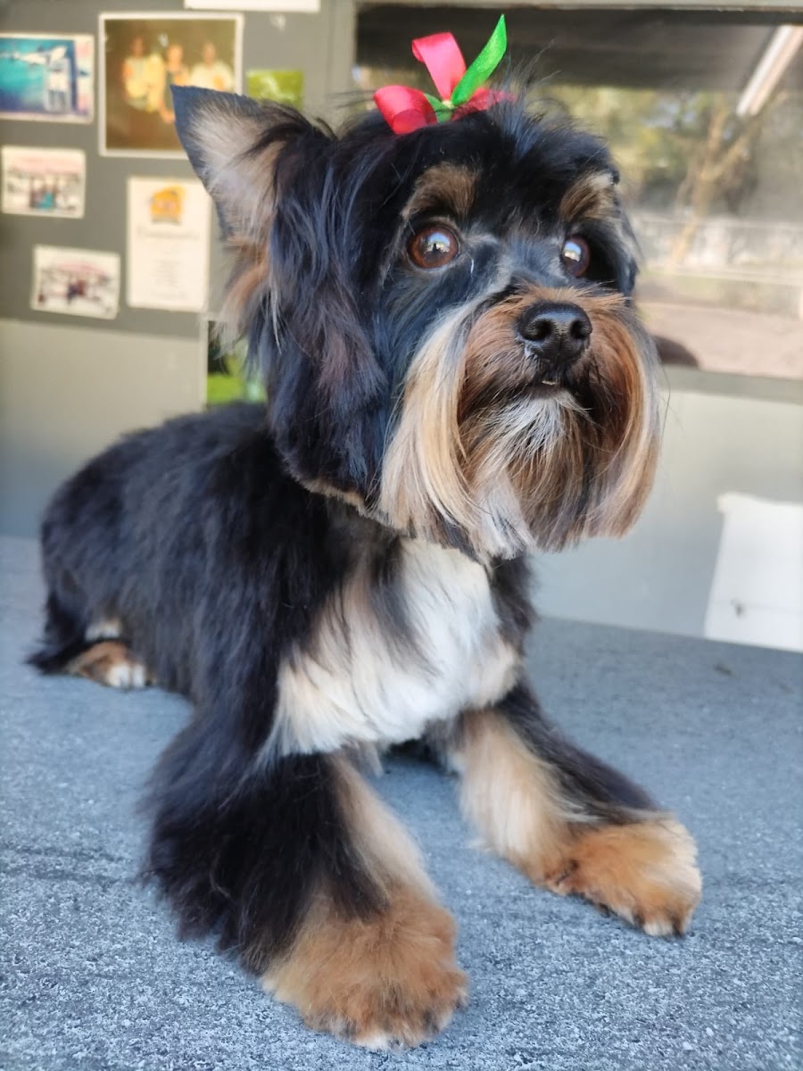 Wags Dog Parlour