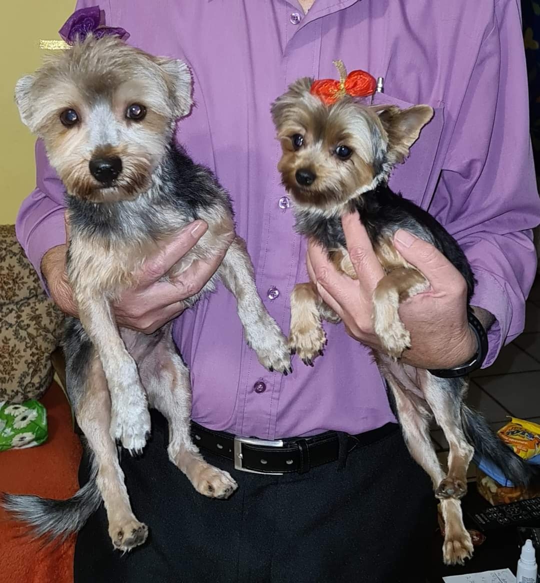 Bling Bling pet groomers