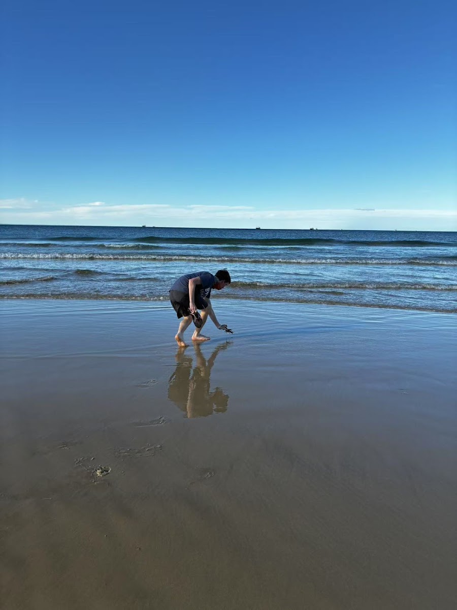 Kings beach