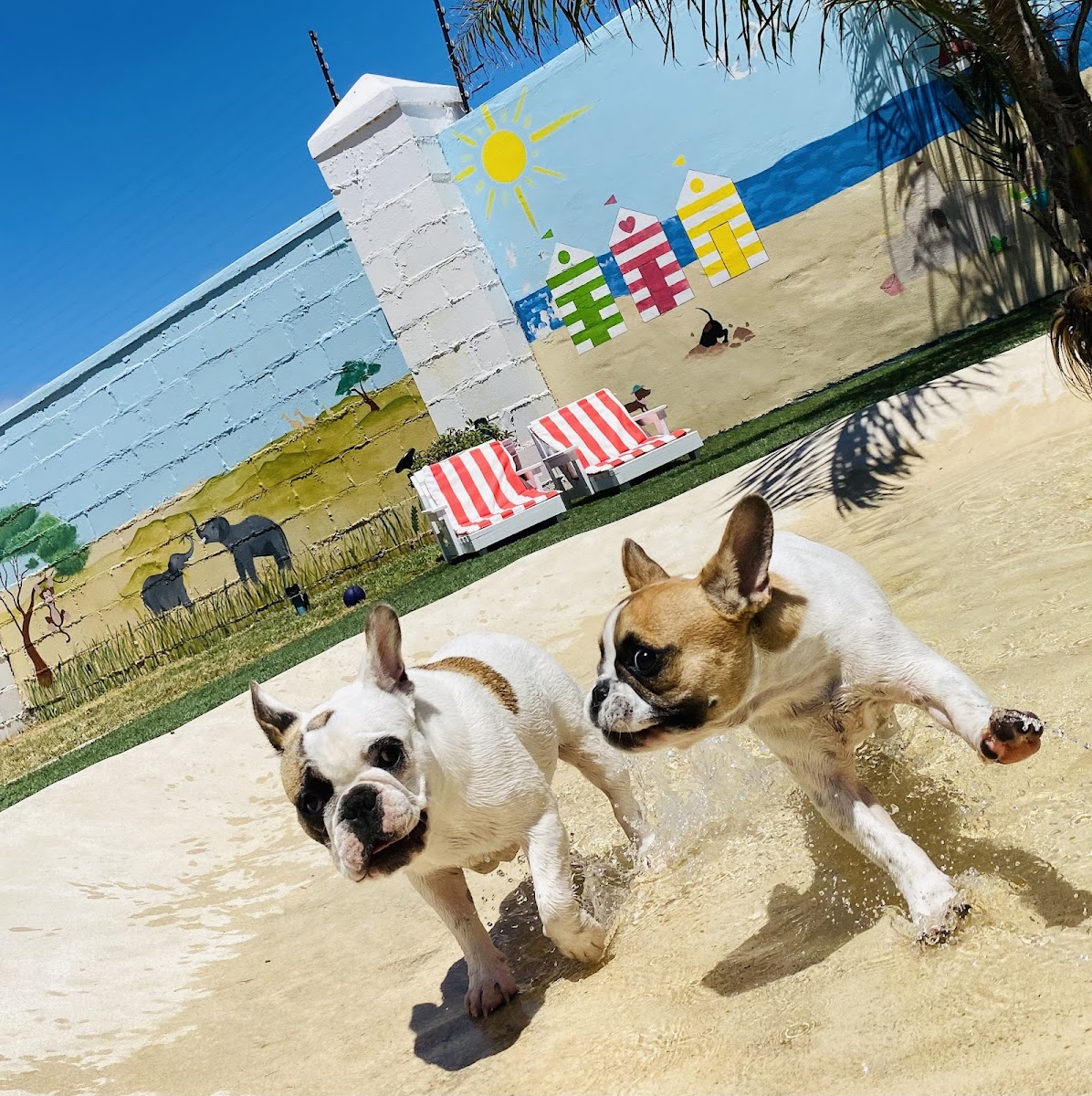 Viennas Village luxury accommodation and daycare for small dogs