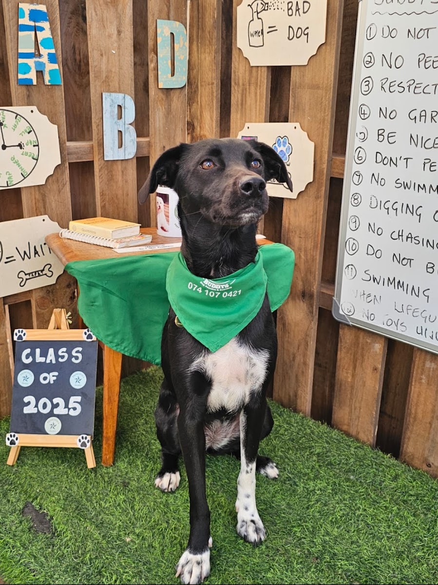 Buddy's Dog Daycare and Boarding