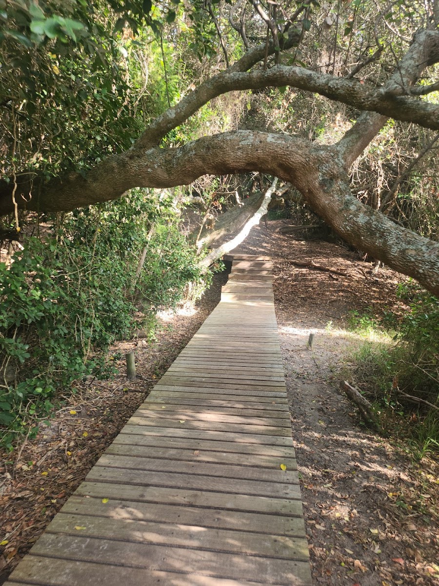 Cliff Path - Milkwood Forest