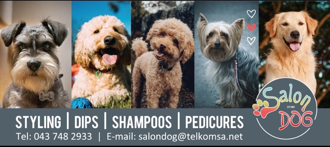 Salon Dog