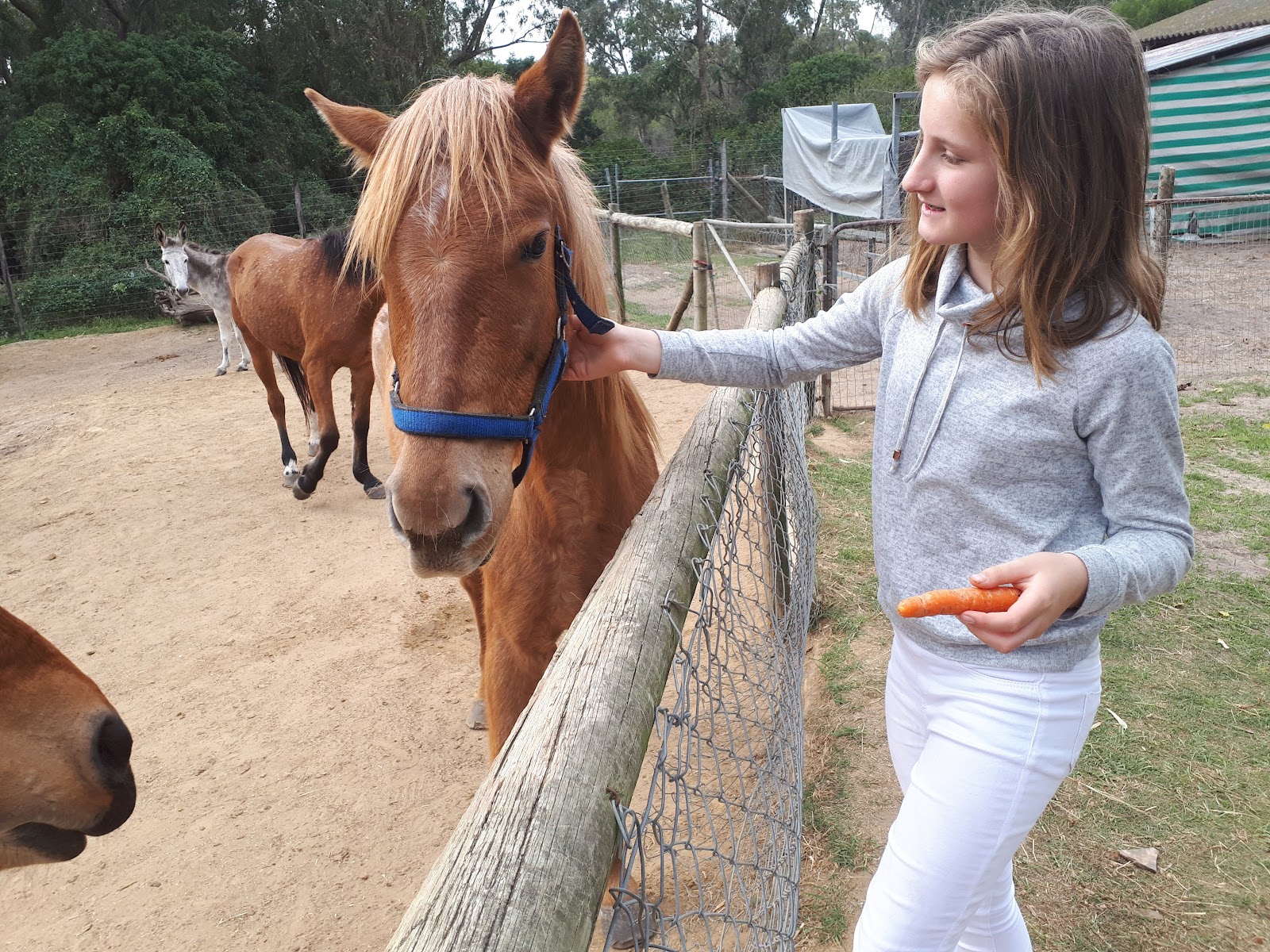 Animal Welfare Society - Port Elizabeth