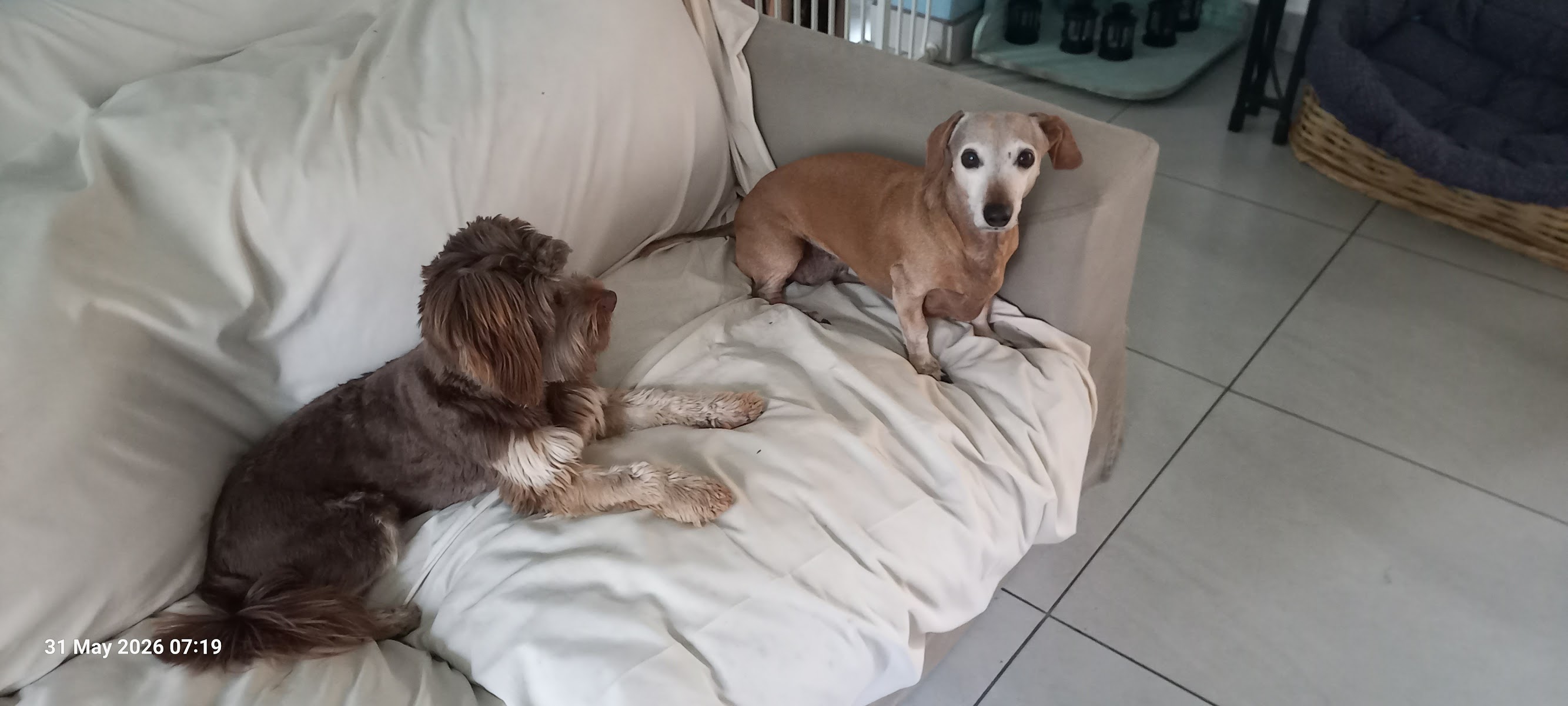 Liz Bee's Special Dog Services