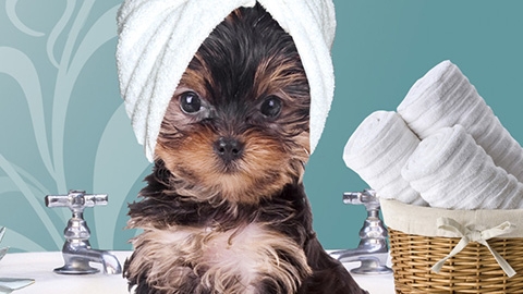 Le Perky Pooch Grooming Salon