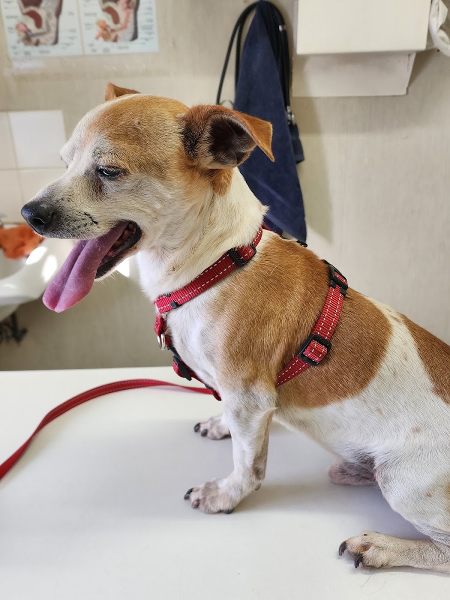 Brighton Beach Veterinary Clinic