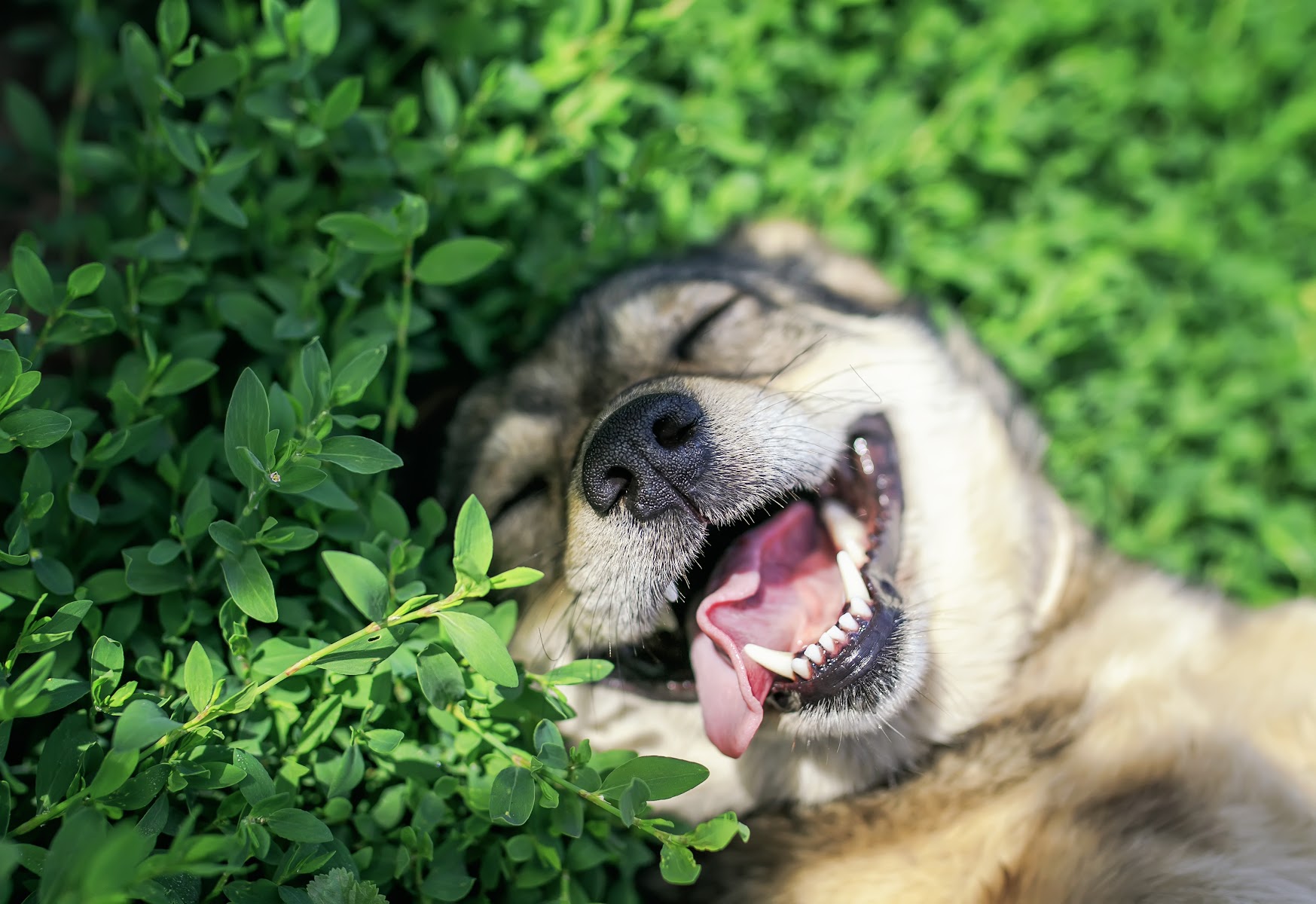 TALKdog Training