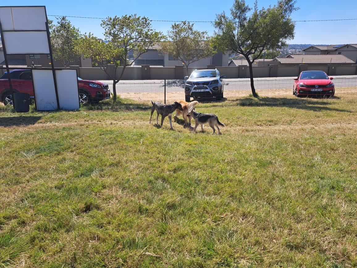 Barbeque Downs Dog Park