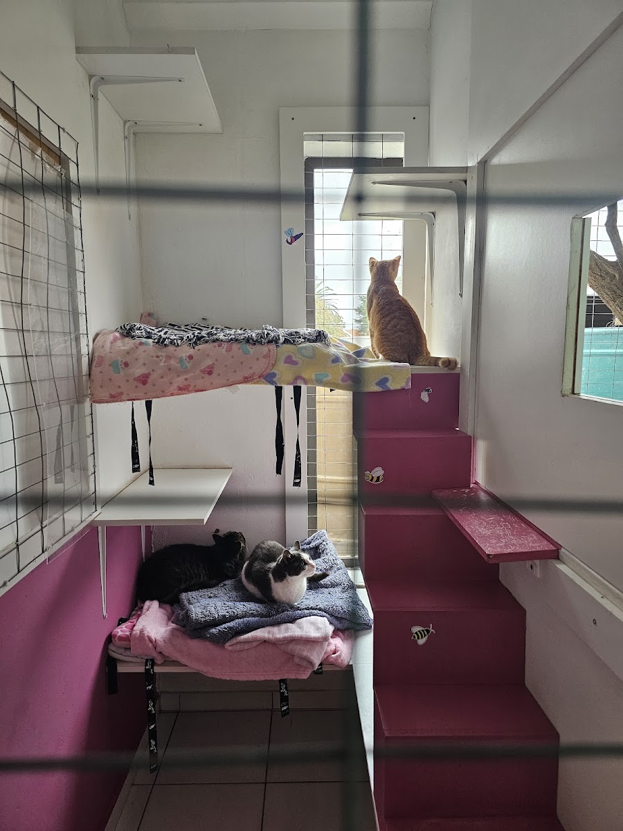 Cats Boutique Hotel