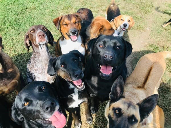 Farm Girls & Tiny Town Doggy Daycare and Boarding Kennel - Fourways