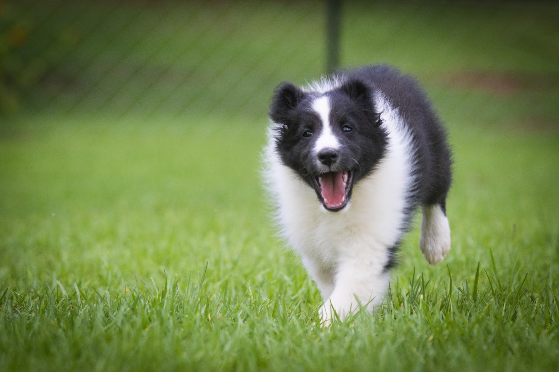 Furrytails Dog Training