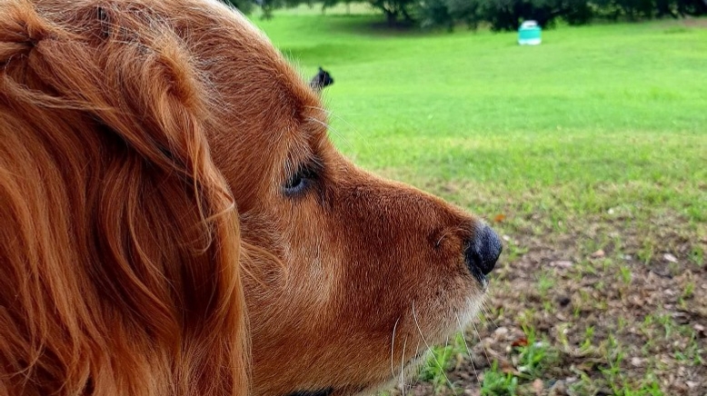 Bark Park PE