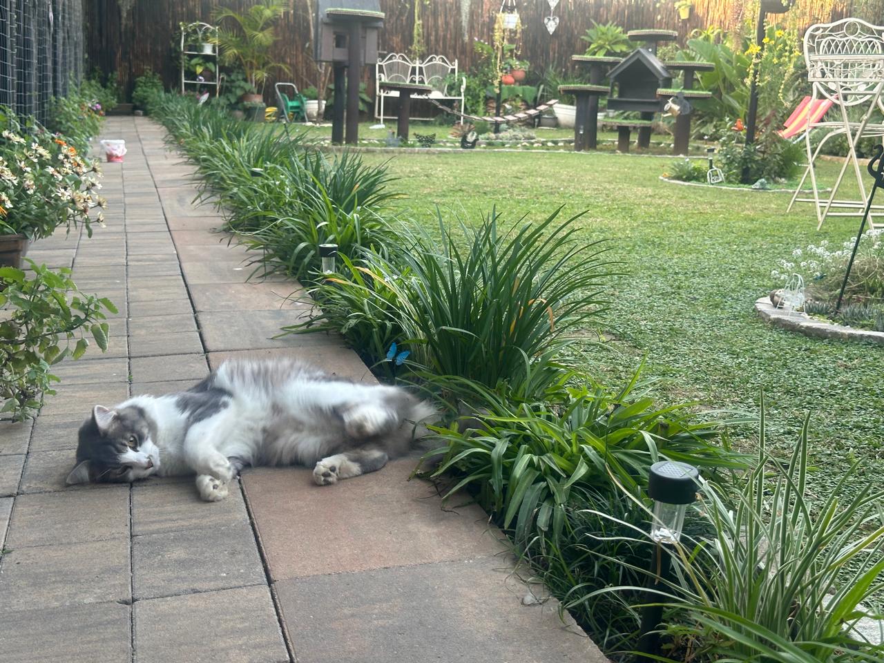 Paws Inn Fourways
