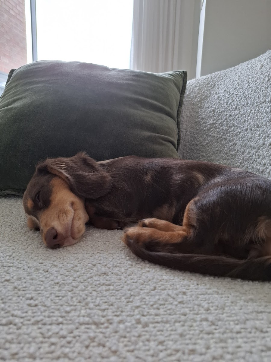 Waggitytails pet and house sitting