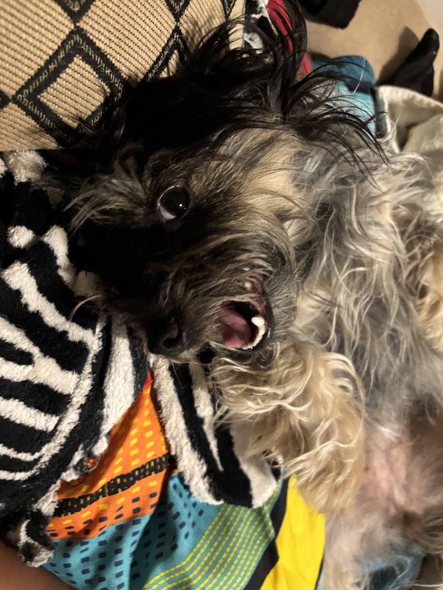 Pet Sitting/Pet boarding