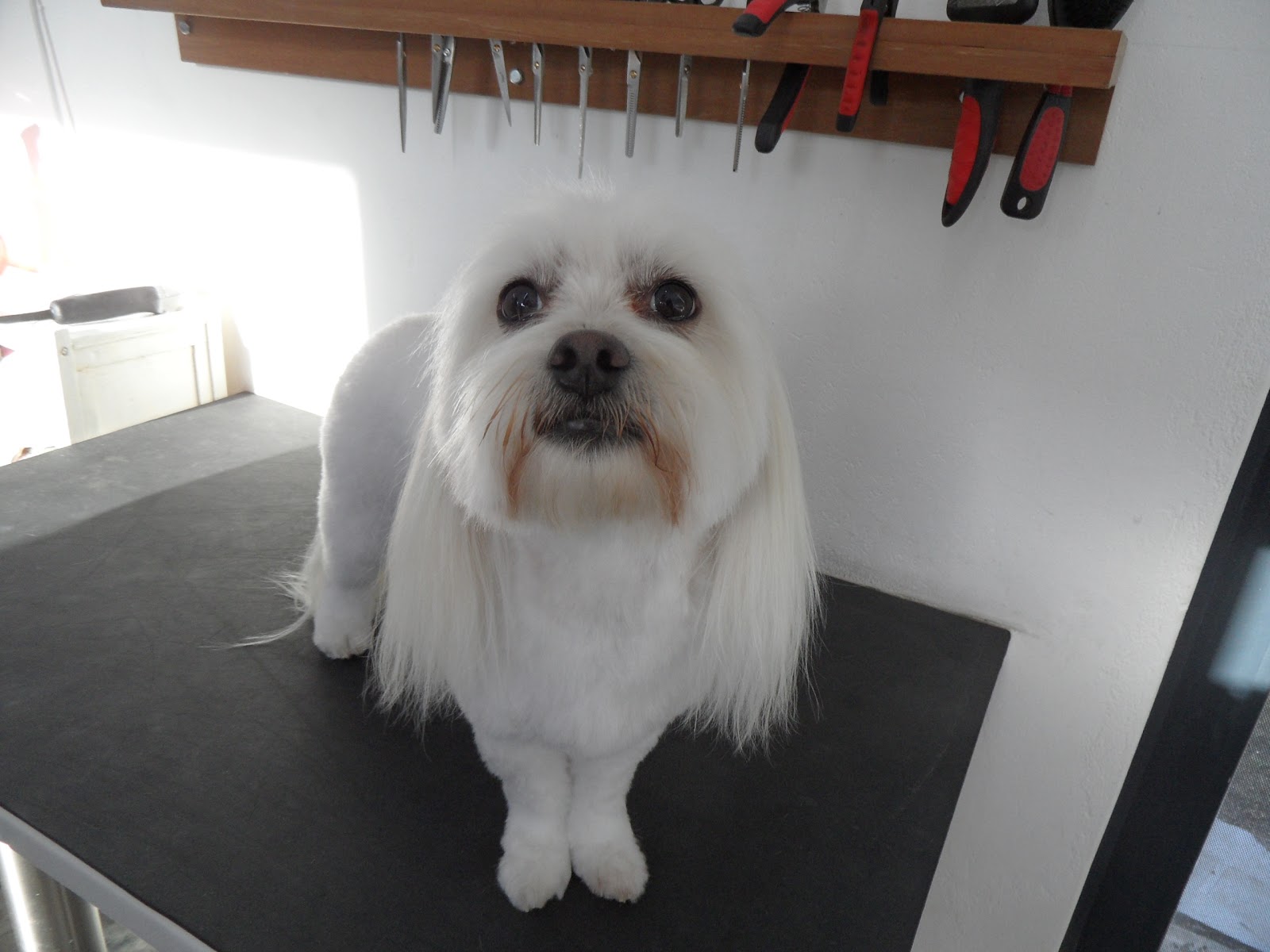 Pearly Pawz- Pet Parlour and Spa